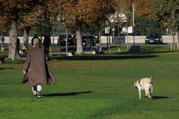 Accessoires pour chien : quand le design s'invite chez nos compagnons en toute sécurité