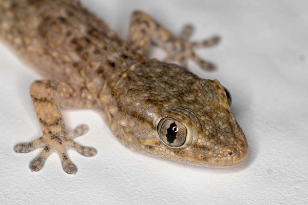 Quelle est la meilleure méthode pour acclimater un lézard des souches à un nouvel environnement ?