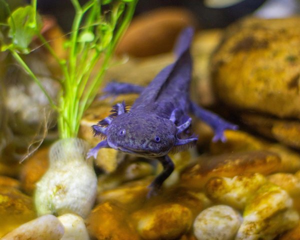 Comment reconnaître les signes de maladie chez un axolotl ?