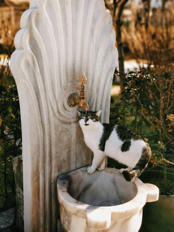 Les meilleurs filtres pour fontaine à chat à ne pas manquer